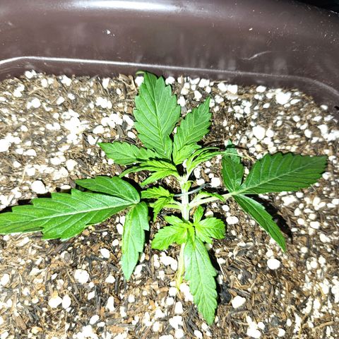 Ak-47 Auto growlog photo: Lst ajustando e feita primeira poda 