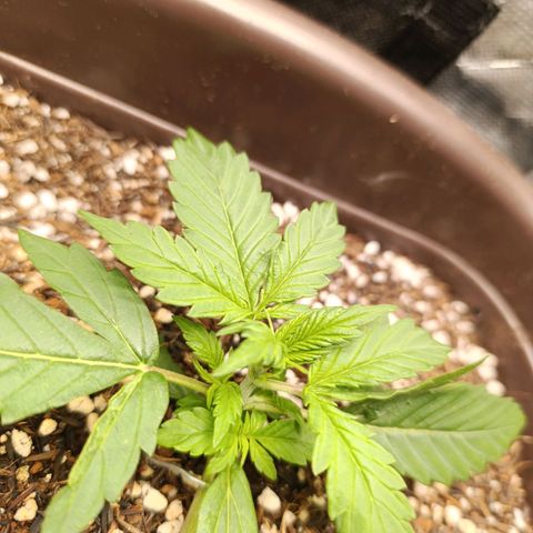 Ak-47 Auto growlog photo: Lst ajustando e feita primeira poda 
