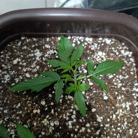 Ak-47 Auto growlog photo: Lst ajustando e feita primeira poda 