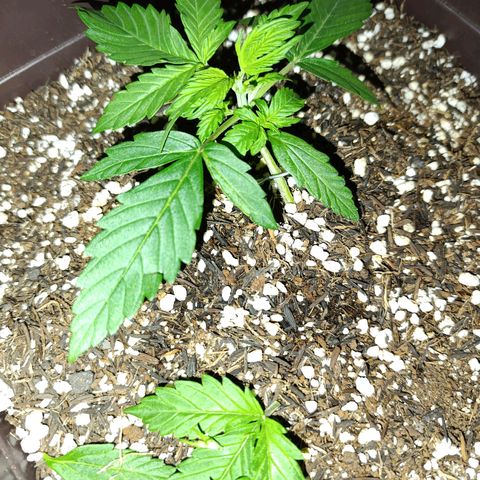 Ak-47 Auto growlog photo: Lst ajustando e feita primeira poda 