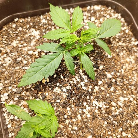 Ak-47 Auto growlog photo: Lst ajustando e feita primeira poda 