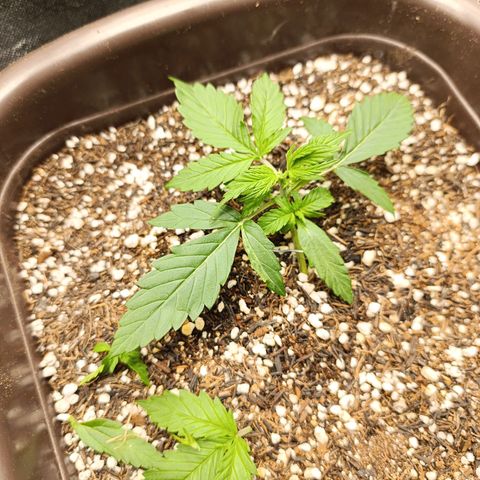 Ak-47 Auto growlog photo: Lst ajustando e feita primeira poda 