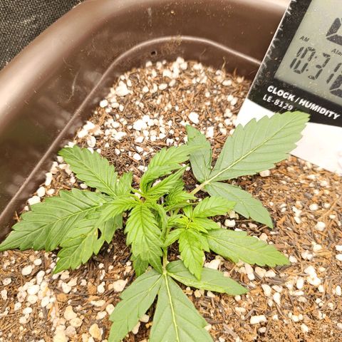 Ak-47 Auto growlog photo: Lst estão indo mto bem, eu vacilei acabei Machucando algumas folhas mas é aprendizado... 😢