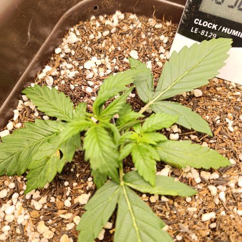 Ak-47 Auto growlog photo: Lst estão indo mto bem, eu vacilei acabei Machucando algumas folhas mas é aprendizado... 😢