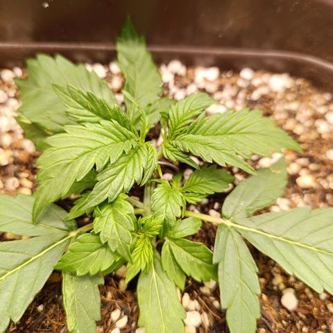 Ak-47 Auto growlog timeline photo
