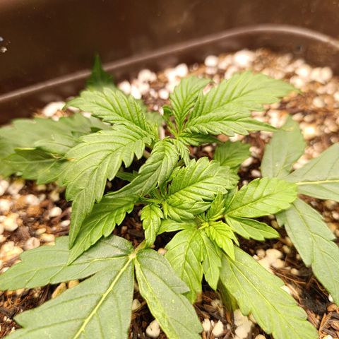 Ak-47 Auto growlog timeline photo
