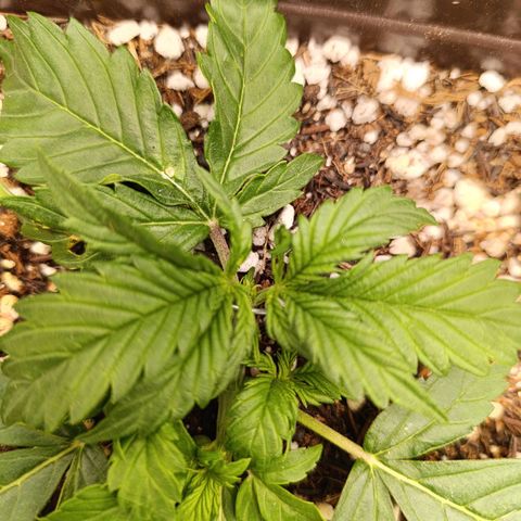 Ak-47 Auto growlog timeline photo