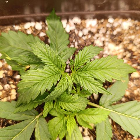Ak-47 Auto growlog timeline photo