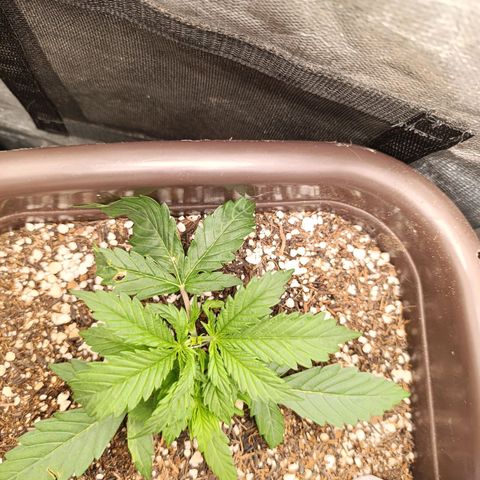 Ak-47 Auto growlog photo: apartir de amanhã tem Lst vou começar amarrar mesmo pequena pra estimular é meu primeiro cultivo então vou ir experimentando e aprendendo ..