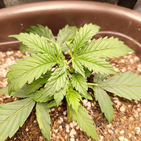 Ak-47 Auto growlog photo: apartir de amanhã tem Lst vou começar amarrar mesmo pequena pra estimular é meu primeiro cultivo então vou ir experimentando e aprendendo ..