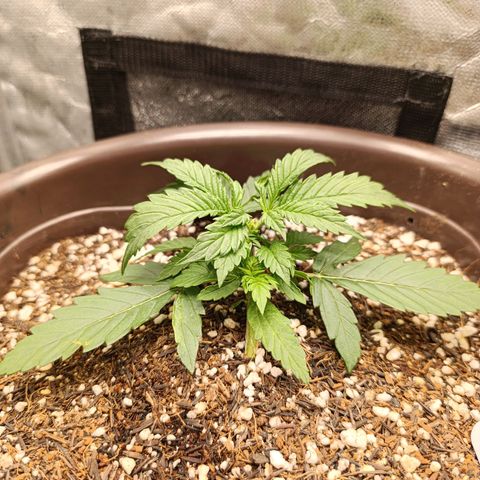 Ak-47 Auto growlog photo: apartir de amanhã tem Lst vou começar amarrar mesmo pequena pra estimular é meu primeiro cultivo então vou ir experimentando e aprendendo ..