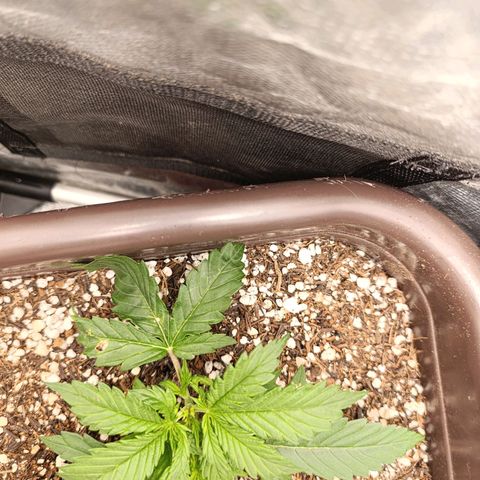 Ak-47 Auto growlog photo: apartir de amanhã tem Lst vou começar amarrar mesmo pequena pra estimular é meu primeiro cultivo então vou ir experimentando e aprendendo ..