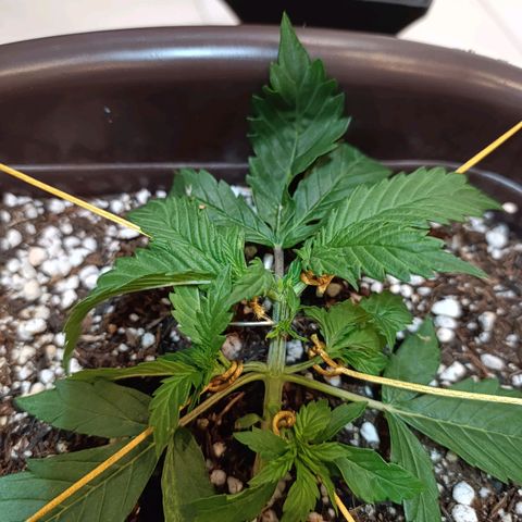 Ak-47 Auto growlog photo: Início das amarras, acredito q ela vai crescer bastante agora !!!