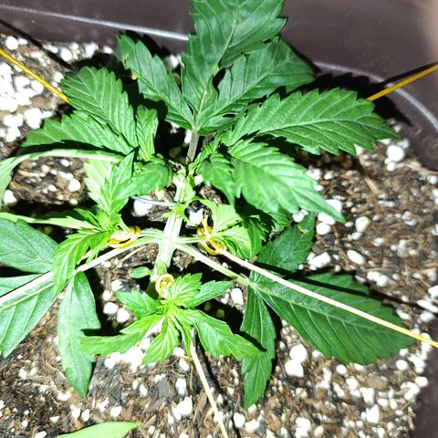 Ak-47 Auto growlog photo: Início das amarras, acredito q ela vai crescer bastante agora !!!