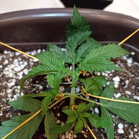 Ak-47 Auto growlog photo: Início das amarras, acredito q ela vai crescer bastante agora !!!