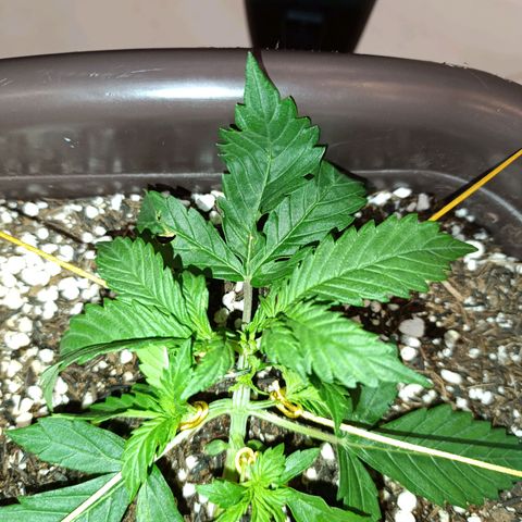 Ak-47 Auto growlog photo: Início das amarras, acredito q ela vai crescer bastante agora !!!