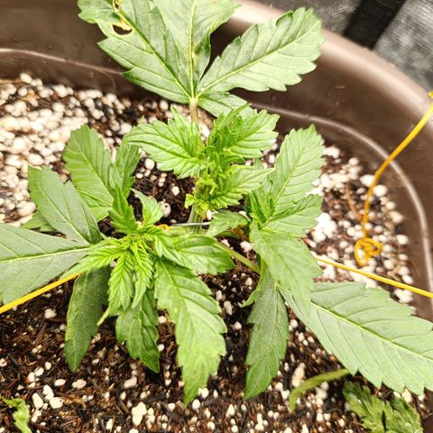 Ak-47 Auto growlog photo: Podei as Duas folhas q está no topo pra entrar mais Luz para os novos ramos 