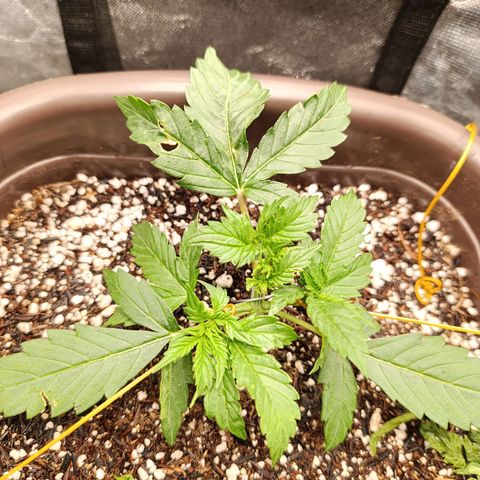 Ak-47 Auto growlog photo: Podei as Duas folhas q está no topo pra entrar mais Luz para os novos ramos 