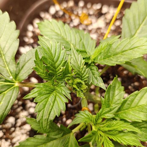 Ak-47 Auto growlog photo: Podei as Duas folhas q está no topo pra entrar mais Luz para os novos ramos 