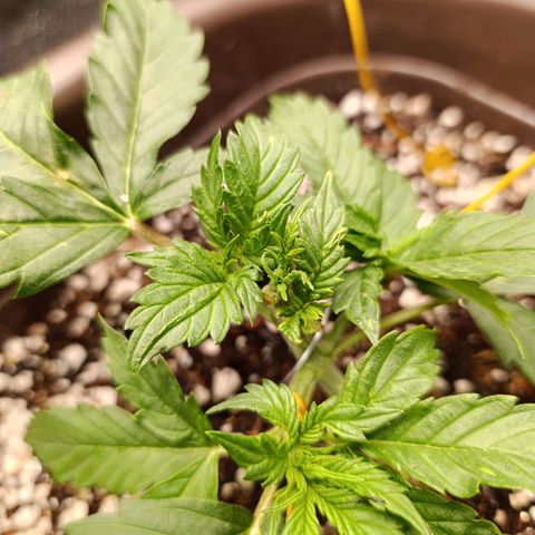 Ak-47 Auto growlog photo: Podei as Duas folhas q está no topo pra entrar mais Luz para os novos ramos 