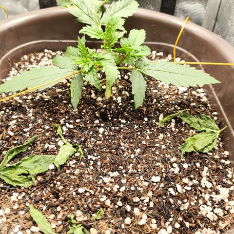 Ak-47 Auto growlog photo: Podei as Duas folhas q está no topo pra entrar mais Luz para os novos ramos 