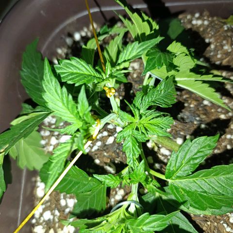 Ak-47 Auto growlog photo: Cresceu bastante no último final de semana acredito q ferliizante está fazendo a diferença, Ajustei as LSTs, com arames tbm pra evitar danos pq com minha falta de experiência acabei querendo um ramo...
