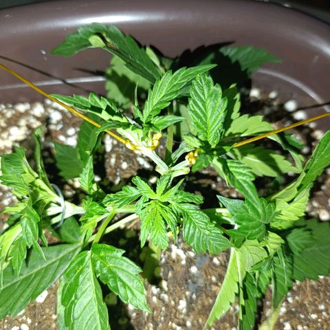 Ak-47 Auto growlog photo: Cresceu bastante no último final de semana acredito q ferliizante está fazendo a diferença, Ajustei as LSTs, com arames tbm pra evitar danos pq com minha falta de experiência acabei querendo um ramo...