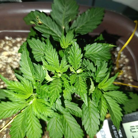 Ak-47 Auto growlog photo: Cresceu bastante no último final de semana acredito q ferliizante está fazendo a diferença, Ajustei as LSTs, com arames tbm pra evitar danos pq com minha falta de experiência acabei querendo um ramo...