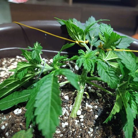 Ak-47 Auto growlog photo: Cresceu bastante no último final de semana acredito q ferliizante está fazendo a diferença, Ajustei as LSTs, com arames tbm pra evitar danos pq com minha falta de experiência acabei querendo um ramo...