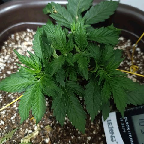Ak-47 Auto growlog photo: Cresceu bastante no último final de semana acredito q ferliizante está fazendo a diferença, Ajustei as LSTs, com arames tbm pra evitar danos pq com minha falta de experiência acabei querendo um ramo...