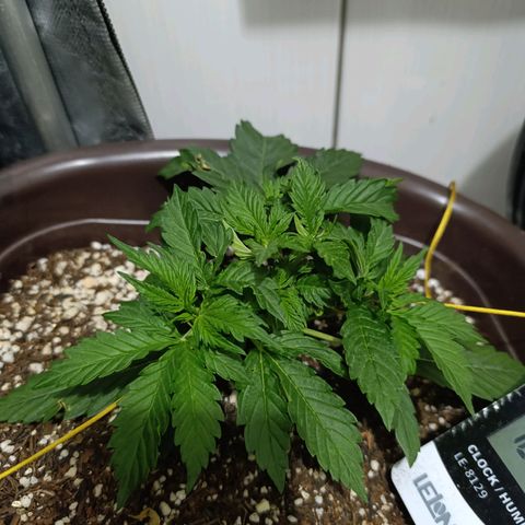 Ak-47 Auto growlog photo: Cresceu bastante no último final de semana acredito q ferliizante está fazendo a diferença, Ajustei as LSTs, com arames tbm pra evitar danos pq com minha falta de experiência acabei querendo um ramo...