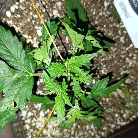 Ak-47 Auto growlog photo: Cresceu bastante no último final de semana acredito q ferliizante está fazendo a diferença, Ajustei as LSTs, com arames tbm pra evitar danos pq com minha falta de experiência acabei querendo um ramo...