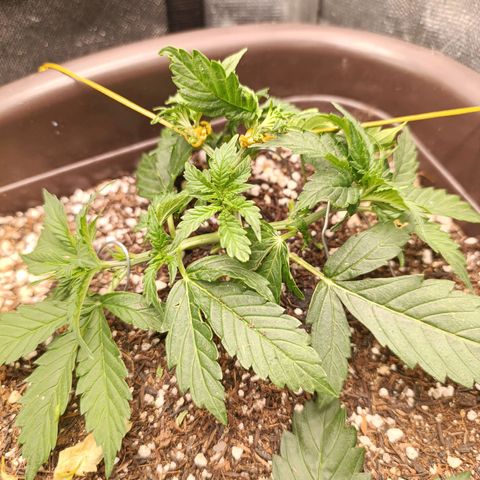 Ak-47 Auto growlog photo: Hoje fiz uma poda folhar porém agora vou esperar ela evoluir pelo menos uns 7 a 10 dias pra fazer a próxima !!!