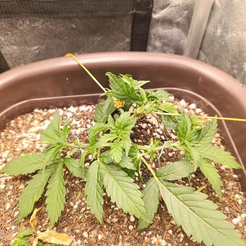 Ak-47 Auto growlog photo: Hoje fiz uma poda folhar porém agora vou esperar ela evoluir pelo menos uns 7 a 10 dias pra fazer a próxima !!!