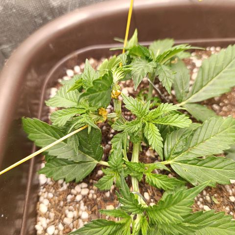 Ak-47 Auto growlog photo: Hoje fiz uma poda folhar porém agora vou esperar ela evoluir pelo menos uns 7 a 10 dias pra fazer a próxima !!!