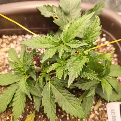 Ak-47 Auto growlog photo: Hoje fiz uma poda folhar porém agora vou esperar ela evoluir pelo menos uns 7 a 10 dias pra fazer a próxima !!!