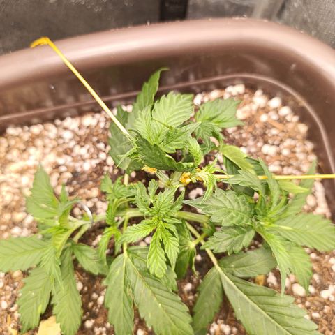Ak-47 Auto growlog photo: Hoje fiz uma poda folhar porém agora vou esperar ela evoluir pelo menos uns 7 a 10 dias pra fazer a próxima !!!