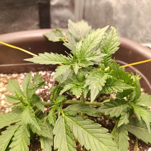 Ak-47 Auto growlog photo: Hoje fiz uma poda folhar porém agora vou esperar ela evoluir pelo menos uns 7 a 10 dias pra fazer a próxima !!!