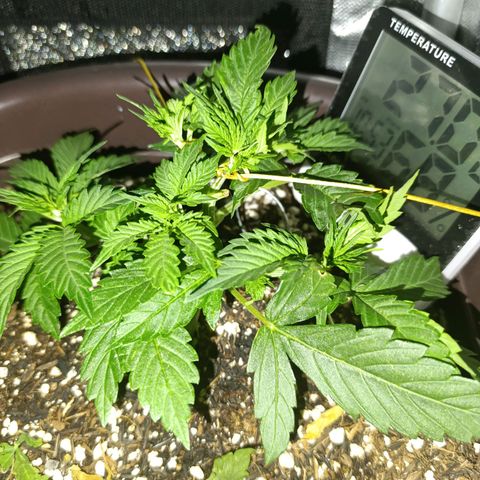 Ak-47 Auto growlog timeline photo