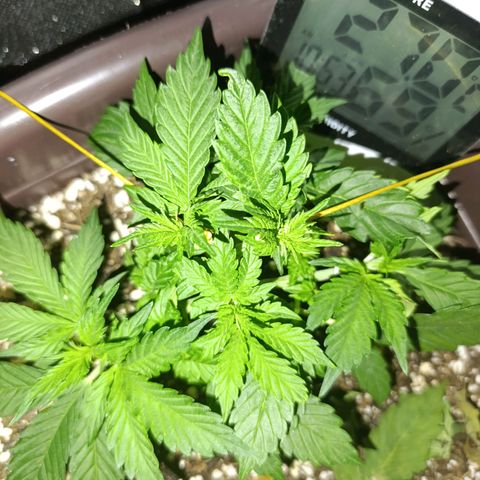 Ak-47 Auto growlog timeline photo