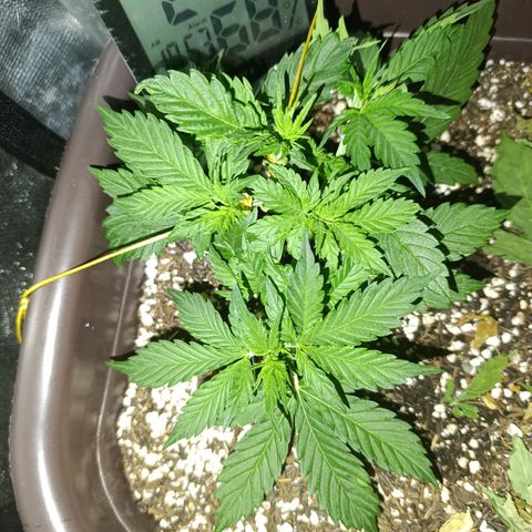 Ak-47 Auto growlog timeline photo