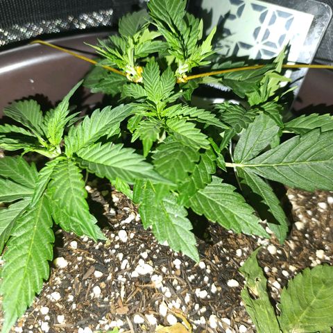 Ak-47 Auto growlog timeline photo