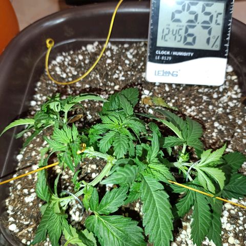 Ak-47 Auto growlog timeline photo