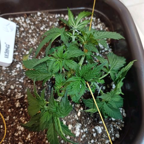 Ak-47 Auto growlog timeline photo
