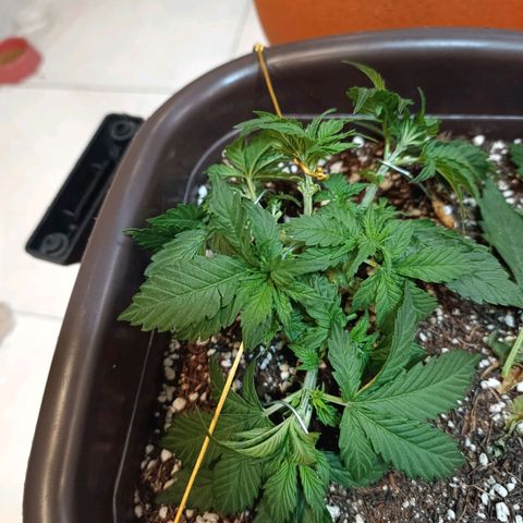 Ak-47 Auto growlog timeline photo