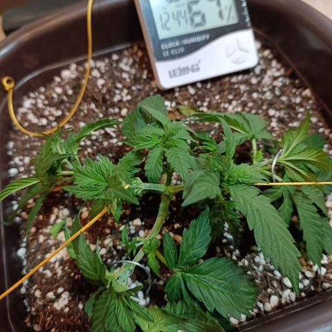 Ak-47 Auto growlog timeline photo