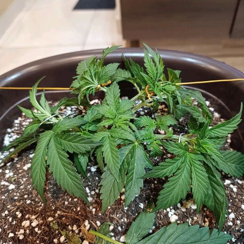 Ak-47 Auto growlog timeline photo