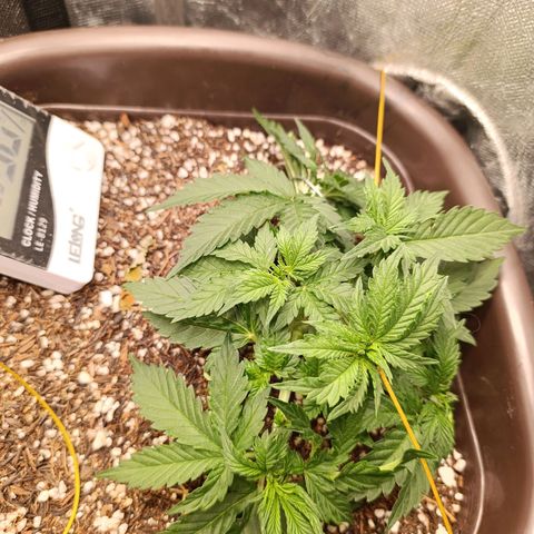 Ak-47 Auto growlog timeline photo