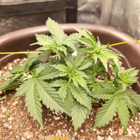 Ak-47 Auto growlog timeline photo
