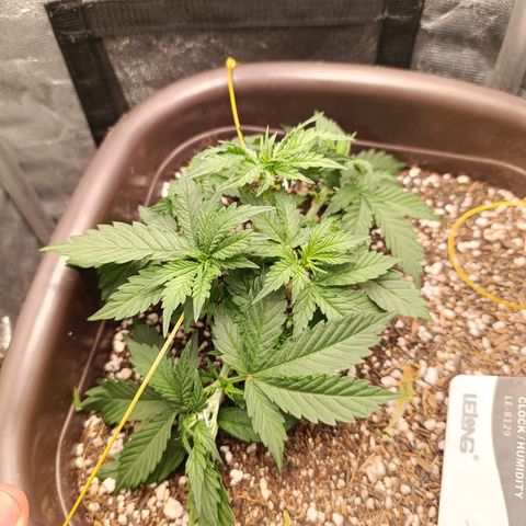 Ak-47 Auto growlog timeline photo